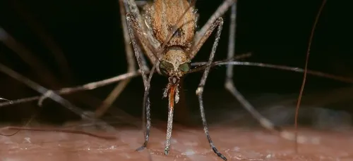 On sait enfin pourquoi les moustiques piquent certaines personnes...