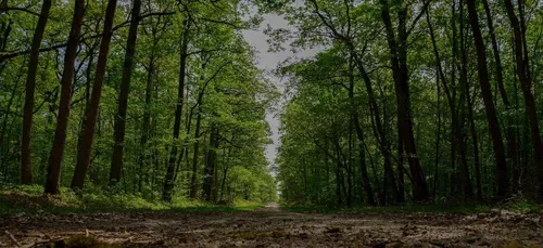 L’ONF interdit temporairement la circulation en forêt domaniale...