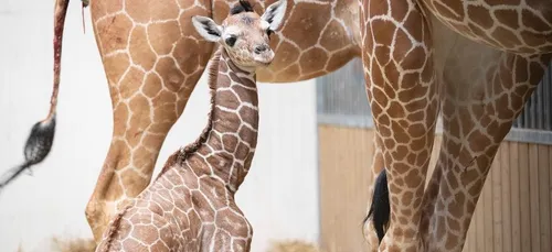 Un girafon est né au Zoo de Beauval !