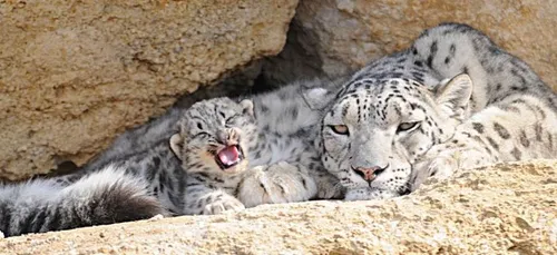 Naissance exceptionnelle d’une panthère des neiges à...