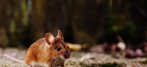Grand Frais : une souris filmée dans un étal du supermarché...