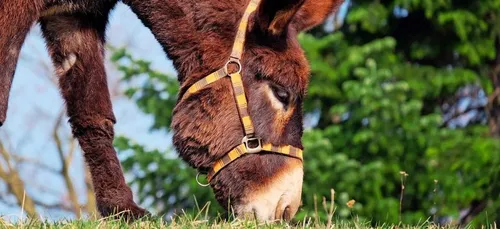 Un homme fait le buzz en chantant la chanson du Roi Lion avec son...
