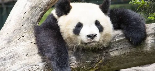 Beauval fête les 2 ans de son panda Yuan Meng dimanche !