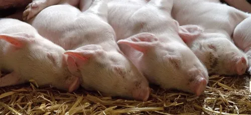 L'association L214 dénonce un élevage de cochons dans le...