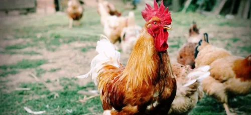 Indre-et-Loire : il croit entendre des appels au secours, c’était...