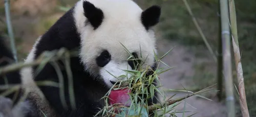 Beauval : revivez en images les 2 ans de Yuan Meng !