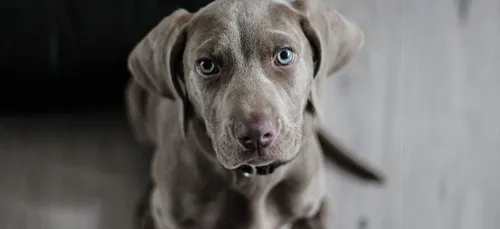 Une youtubeuse publie par erreur une vidéo où elle maltraite son chien