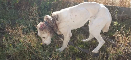 Loiret : une chienne maltraitée et abandonnée à la SPA de...