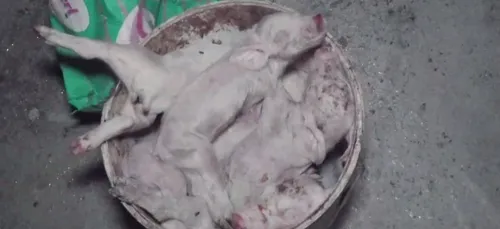 Anjou : l’élevage porcin épinglé par L214 déclaré « clean » par les...