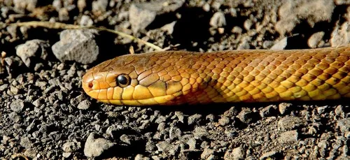 Un serpent sort de son tableau de bord alors qu'il roule sur...