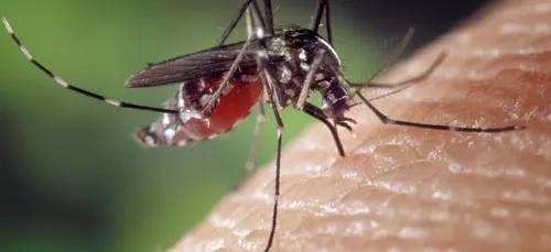 Le moustique tigre placé sous haute surveillance dans le...