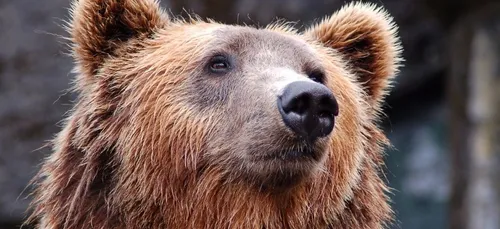 Vers une interdiction des spectacles de montreurs d’ours ?