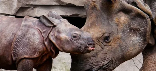 Beauval : nouvelle naissance exceptionnelle au Zoo ! (photos)