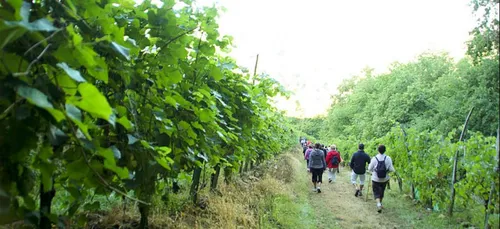 Venez participer aux Vignes, Vins et Randos dans le Val de Loire