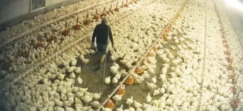 Maine-et-Loire : un élevage de volaille épinglé par des...