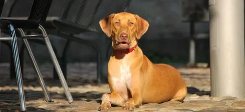 Un chien simule une blessure pour amadouer les passants (vidéo)