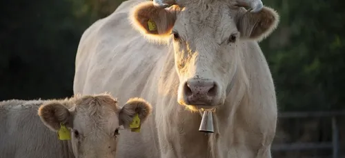 Un veau naît avec un étrange "visage humain" (vidéo)
