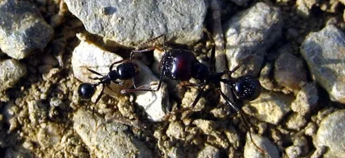 Orléans : le muséum pour la biodiversité va accueillir 10.000 fourmis