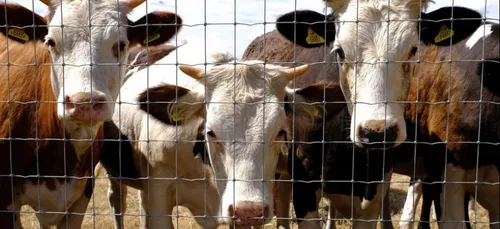 Touraine : les précisions de la préfète sur l’exploitation laitière...