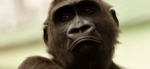 ZooParc de Beauval : l'un des gorilles réintroduits au Gabon est mort