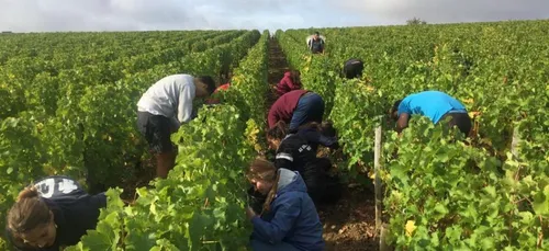Visite et dégustation : on a testé les vendanges à Menetou-Salon...