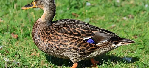 Loir-et-Cher : 3000 canards abattus en raison de la grippe aviaire