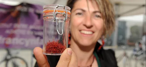 Maine-et-Loire : la récolte du safran a débuté !