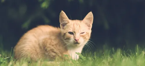 Blois : peine de prison doublée pour un tueur de chat