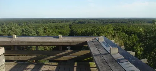 Forêt d’Orléans : le belvédère des Caillettes a rouvert (photos)
