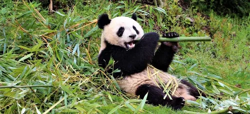 Le directeur du Zoo de Beauval accompagne Emmanuel Macron en Chine