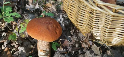 Champignons : les intoxications alimentaires en hausse cette année