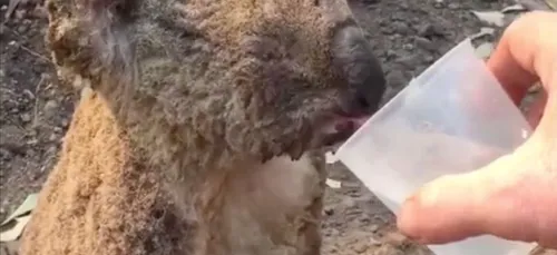 Le sauvetage de ce koala suite aux incendies en Australie émeut la...