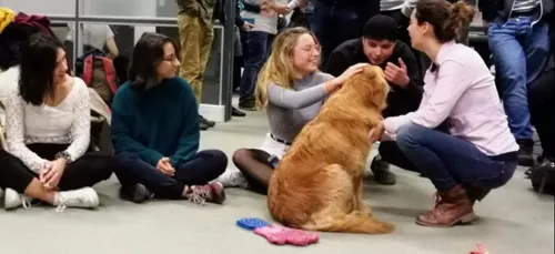 Diminuer le stress grâce aux animaux à l’université d’Angers