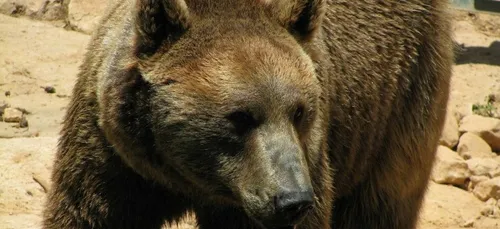 Loir-et-Cher : les ours Bony et Glasha placés en centre spécialisé
