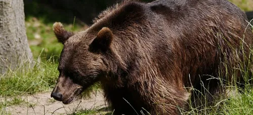 Mort de Mischa : vers une saisie définitive des deux autres ours ?