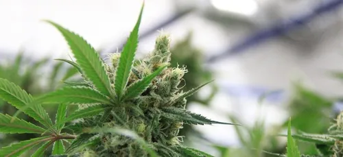 Nouveau job : 2 700 euros par mois pour tester… du cannabis !