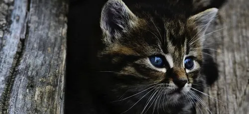 Deux ados se filment en train d’enfermer un chaton dans un micro-ondes