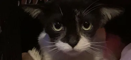 Ce chat aux airs de Bébé Yoda attendrit les internautes (photos)