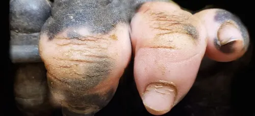 Un gorille sans pigmentation sur les doigts surprend les visiteurs...