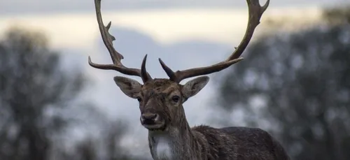 Quand un cerf se réfugie dans un jardin privé pour échapper aux...