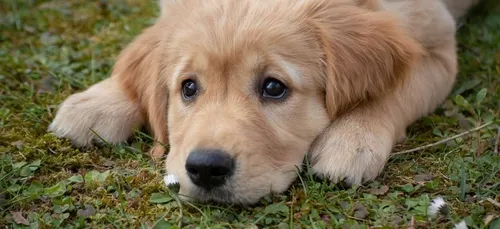 Un chien meurt après avoir sauvé son maître d’un incendie