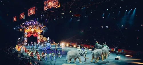 Cirque sans animaux à Angers : mesure symbolique et engagée