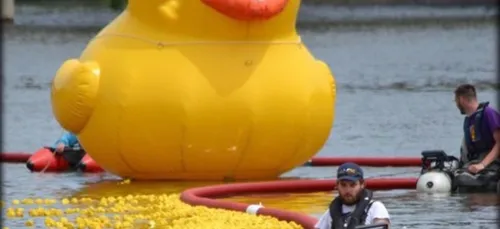 Angers : des canards à adopter pour la « Duck Race » !