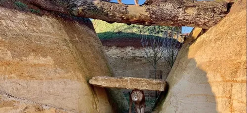 Le « cratère des carnivores » dévoilé au Bioparc de Doué-la-Fontaine