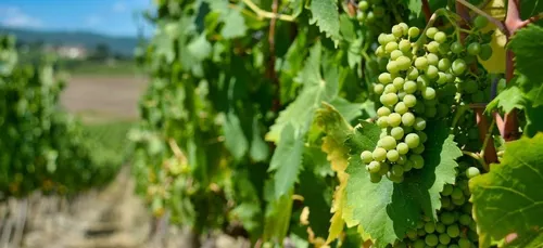 Après un hiver doux, les viticulteurs du Centre-Val de Loire...