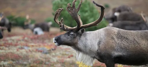 Bien-être animal : un renne exhibé dans un centre commercial loirétain