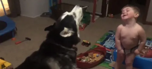 Une bataille de hurlements entre un enfant et un husky fait fondre...