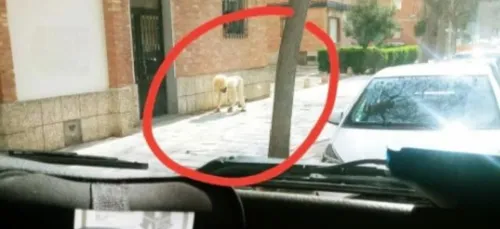 Il se déguise en chien pour sortir de chez lui pendant le confinement