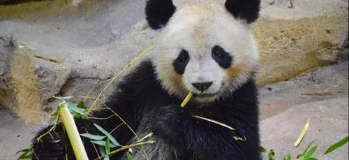 La femelle panda du Zoo de Beauval n’est pas enceinte