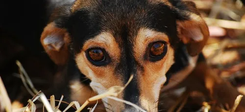 La SPA lance un appel au secours, les refuges bientôt saturés